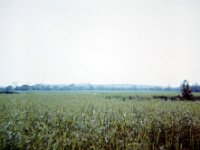 Rice paddies along the route to Phouc Vinh.